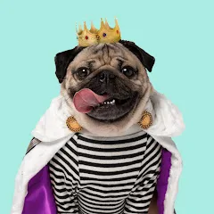 Avatar of Doug the Pug