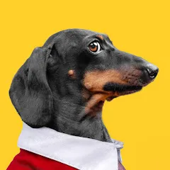 Avatar of Doxie Din - not just a dachshund