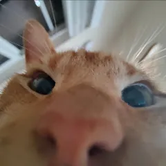 Avatar of MegaWooloo