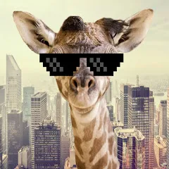 Avatar of Falcon Lover