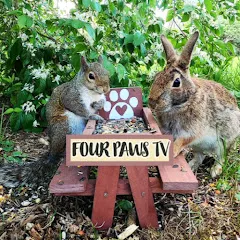 Avatar of Four Paws TV