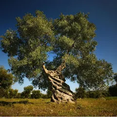 Avatar of Good Woodsman