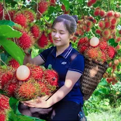 Avatar of Jolie Daily Life