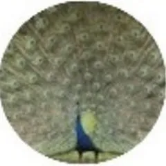 Avatar of KEEP THE BEST ALIVE