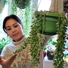 Avatar of Khushi's Balcony Garden