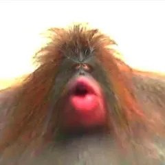 Avatar of kracc bacc