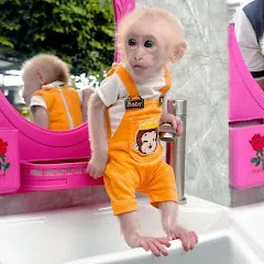 Avatar of Lulu Family