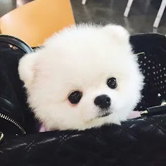 Avatar of Mini Pom