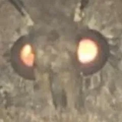 Avatar of Moth Preacher