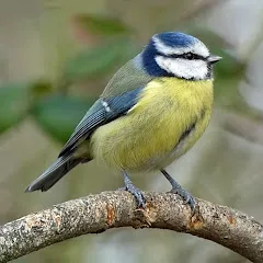 Avatar of My Birding Year