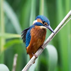 Avatar of Natural World Facts