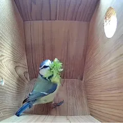 Avatar of Live Nest Box Camera 2025 - Loughborough, UK