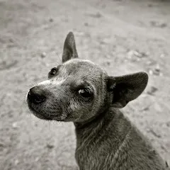 Avatar of Paws Bliss Haven