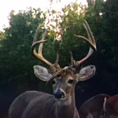 Avatar of Real World Deer Hunter