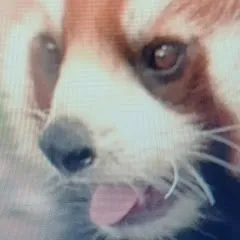 Avatar of Red Panda Lover