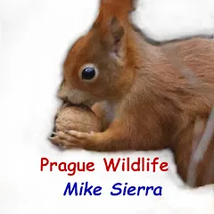 Avatar of MikeSierra