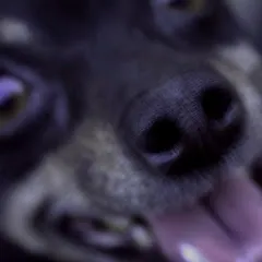 Avatar of SnixTheDog