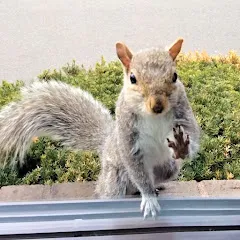 Avatar of Squirrels at the window