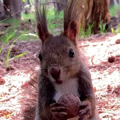 Avatar of Squirrels in the park