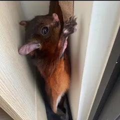 Avatar of Pan J ' Bobo the Flying Squirrel