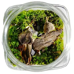 Avatar of Terrarium Designs