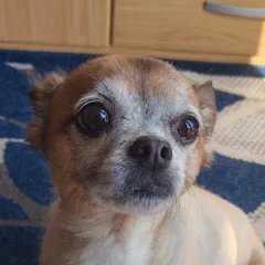 Avatar of Timcatgt