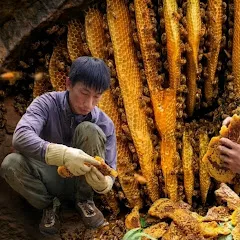 Avatar of Hunting for Wild Honey Bees