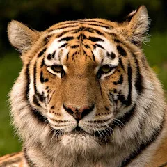 Avatar of Wild Fighter