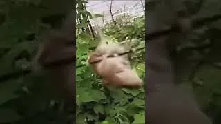 Thumbnail: Spinning Mouse