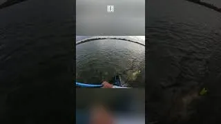 Thumbnail: REDFISH = SWAMP DONKEY