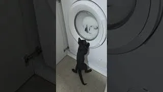 Thumbnail: Kitten vs washing machine 😼🫧  #kitten #cat  #catshorts