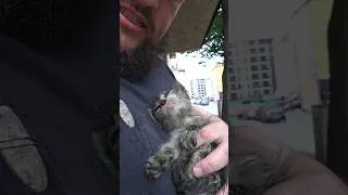 Thumbnail: Todays rescue ❤️ #cat #kitten #kittenrescue