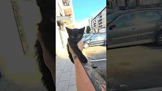 Thumbnail: Finding a wee kitten trapped in a car 🐈‍⬛🖤 #kittenrescue #kitten #cat