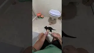 Thumbnail: rescued kitten settling in ❤️  #kitten #kittenrescue #cat