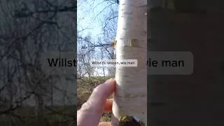 Thumbnail: Birkenwasser zapfen - wie geht das am besten? #prepper #wildnis #selbstversorger #shorts #wildnature