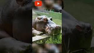 Thumbnail: Hippo Cute and chubby?! | Must-Watch! #short #fact