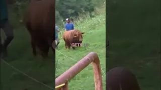 Thumbnail: Mo Moseys Over To Meet The New Heifers