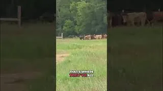 Thumbnail: New Heifers Are Settling Onto Pasture