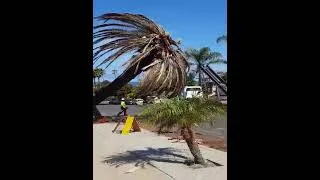 Thumbnail: Giant palm tree removal caught on camera #treecutting #shorts