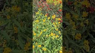 Thumbnail: Asclepias blooms like you've never seen #plants #flowers #gardening