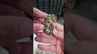 Thumbnail: Paint Clown Ball Python Clutch 🐍