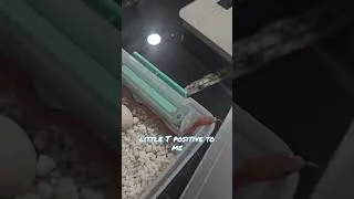 Thumbnail: Baby HOUSE Snakes