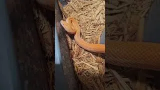 Thumbnail: Bushveld Albino African House Snake 👀