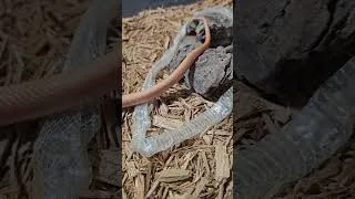 Thumbnail: Fresh House Snake