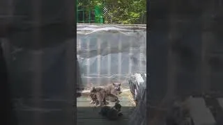 Thumbnail: (vidéo par Yolande) Allaitement le jour de la fête des mères.