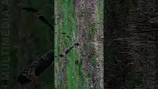 Thumbnail: I filmed Short Ear Owls last weekend. Their pattern reminds me of the Mogwai from the movie Gremlins