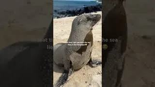 Thumbnail: lolol #travelvlog #travel #sealions #galápagos #cute