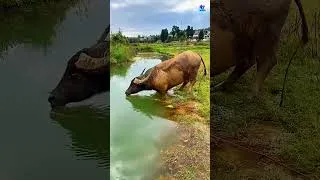 Thumbnail: You DO NOT Want to Mess With This Animal💀| Facts Malayalam | 47ARENA #shorts #facts