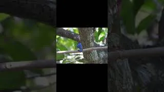 Thumbnail: গ্রামের বাড়িতে এসে খুব সুন্দর নীল কটকটিয়া পাখির দেখা পেলাম