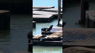 Thumbnail: San Francisco Pier 39 🇺🇸 #walkingtour #travel